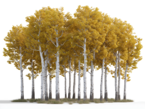 Golden Aspen Grove: A vibrant group of aspen trees showcases their stunning yellow foliage, creating a picturesque and awe-inspiring autumnal scene.
