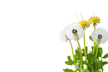 Dandelion flower seed head and yellow blossom on transparent background