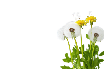 Dandelion flower seed head and yellow blossom on transparent background