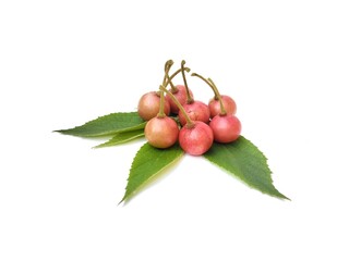 Singapore cherry and leaves isolated on white background 