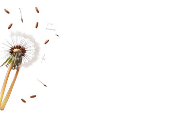 Dandelion seed dispersal with transparent background