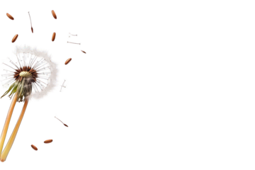 Dandelion seed dispersal with transparent background