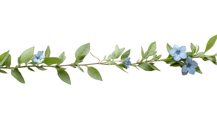 Delicate blue flower vine on transparent background isolated for design elements