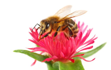 Close up honeybee on red flower isolated on white background, clipping path	