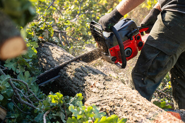 A man cuts a tree with a chainsaw