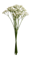 Delicate gypsophila bouquet on transparent background isolated floral arrangement