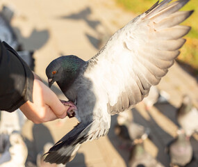 dove sitting happily on kid's hand , A pigeon eats on a child's arm, A pigeon flaps its wings on its arm
