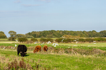 Scottish Highland Cow