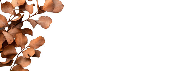 Dried eucalyptus branch with transparent background for design overlay element