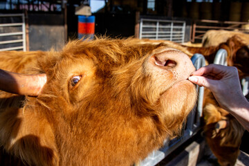 Scottish Highland Cow