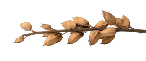 Dried seed pods on branch isolated against transparent background nature botanical