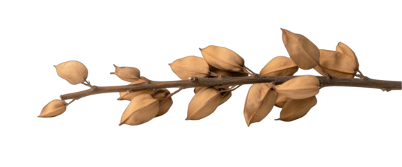 Dried seed pods on branch isolated against transparent background nature botanical