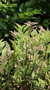 Pedilanthus tithymaloides or zigzag plant
