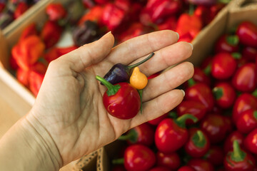 Close up of woman buying vegetables at small local urban market. Organic produce on sale at outdoor farmer market. Selling fresh crops and veggies harvest. Close up. Part of the series