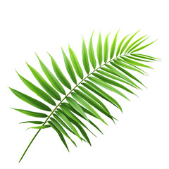 Fototapeta premium Single Green Palm Leaf Tropical Foliage Isolated on White Background