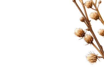 Dry seed head on branch with transparent background copy space