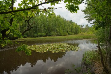 pond in the Pollwitz Forest near zeulenroda in Thuringia