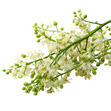 neem flowers on transparent png background