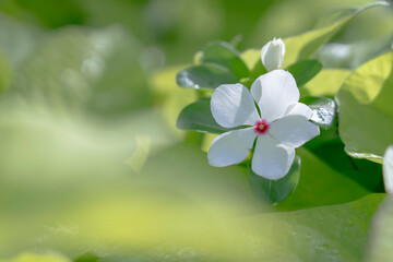 Madagascar periwinkle.  ニチニチソウ。