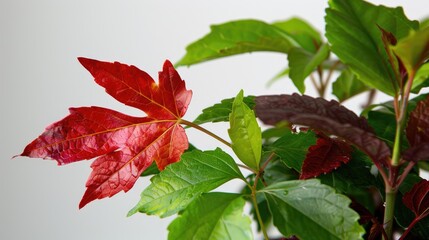 Colorful Autumn Leaves with Rich Textures and Vibrant Hues Against a Soft Background