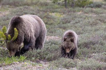 Fototapeta premium Sow Grizzly Bear and her Cub in Grand Teton National Park Wyoming in Springtime