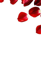 Elegant red flower petal arrangement transparent background