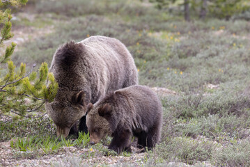 Fototapeta premium Sow Grizzly Bear and her Cub in Grand Teton National Park Wyoming in Springtime