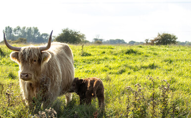 Scottish Highland Cow