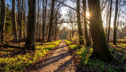 A sunlit path meanders through a forest. Tall trees line the way, casting long shadows. Sunlight filters through the branches