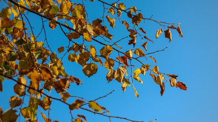 Golden Autumn Leaves Against Bright Blue Sky