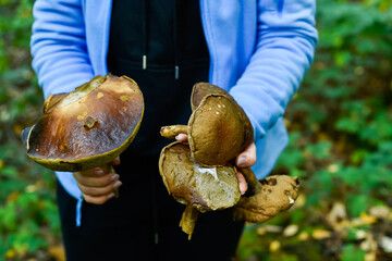 A person holds several freshly picked large Boletus mushrooms in both hands, showing the brown caps and thick stems. The horizontal image is set against a blurred green forest background.