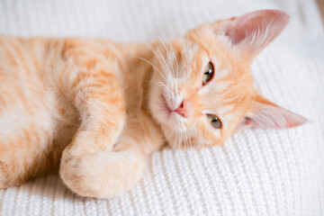 Little red-haired kitten on a white sweater