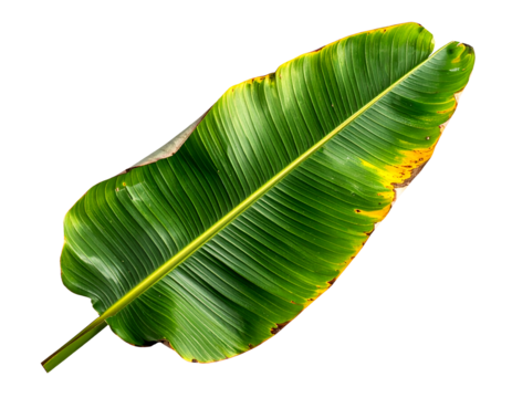 Large green banana leaf with ribbed texture and subtle yellowing edges, tropical botanical foliage specimen captured in studio on isolated background