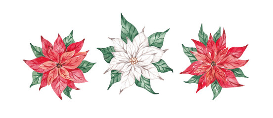 Christmas traditional flower - poinsettia. Christmas flowers illustrations hand drawn by watercolor. Isolated on white background. Winter flowers set