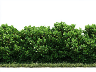 Fototapeta premium Low green garden hedge and grass border element isolated on white background.