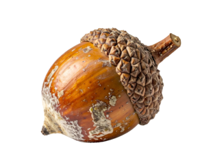 Single oak acorn with textured cupule cap, glossy brown shell and natural botanical details, crisp studio macro on isolated background