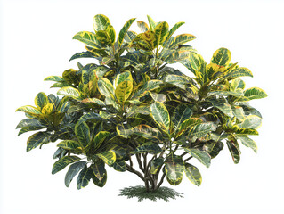 Fototapeta premium Lush tropical croton plant with yellow and green variegated leaves isolated on white background.