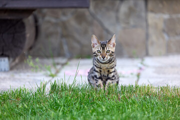 Elegant Bengal Kitten Portrait with Expressive, Captivating Eyes