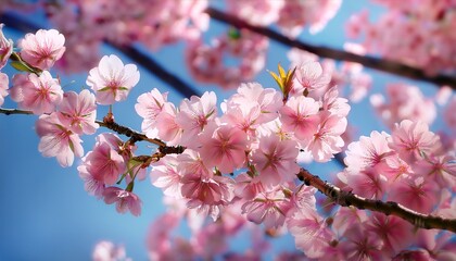 Obraz premium Cherry Blossom In Spring