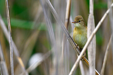 Marsh warbler // Sumpfrohrsänger (Acrocephalus palustris)