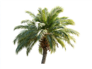 Obraz premium A single palm tree with green fronds and a brown trunk isolated against a white background in bright light