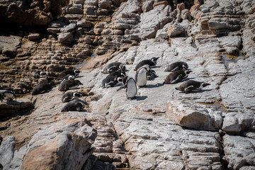 A group of African penguins on the rocks