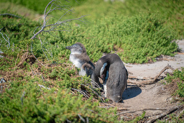 African penguin mother and chick in the coastal grass