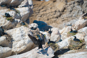 Colony habitat of seabirds and cormorants on rocky coasts