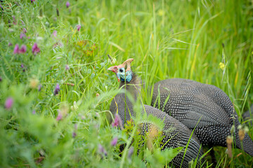 Guinea fowl in the grass