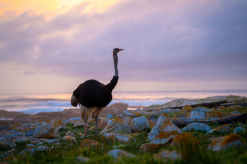 Coastal Sunset With Ostrich Silhouettes