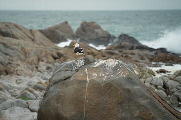 Seagulls on the rocky coast