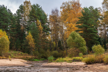 Empty sandy beach on the riverbank, a dried-up creek against the backdrop of an autumn forest.