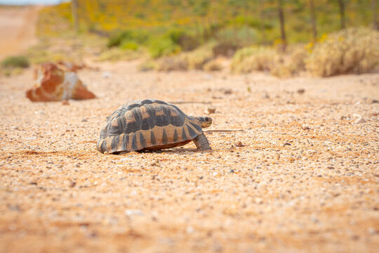 A turtle running in the African desert, Namaqualand
