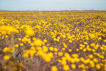 Spring flower fields in the African desert, Namaqualand